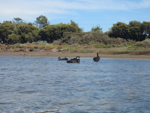 Black Swans, Port Noarlunga, SA, March 22, 2015