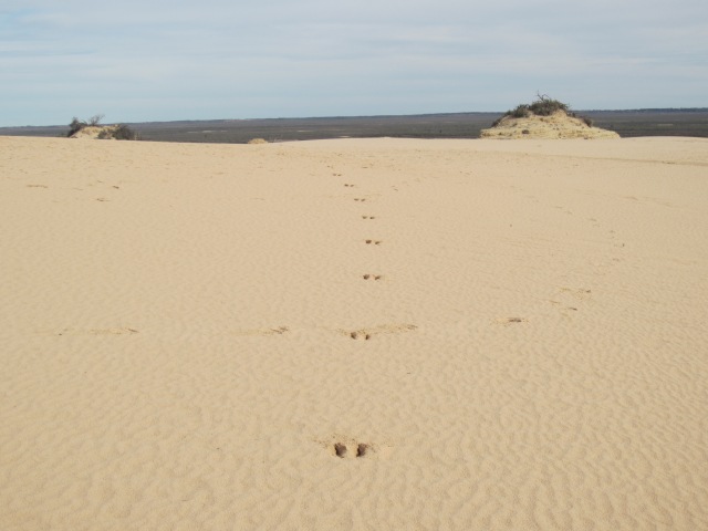 Kangaroo prints in the sand, Mungo Lake, NSW, June 7, 2015