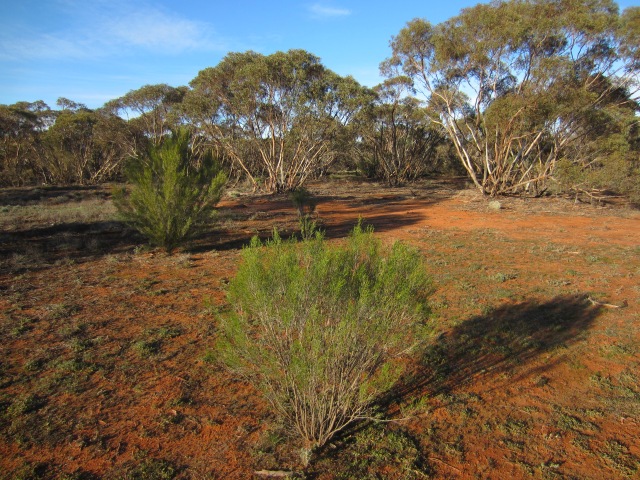Australian bush land somewhere in NSW, June 7, 2015 